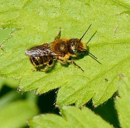 Osmia sp.